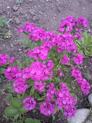 Fotografie0398 - gradina mea 2011