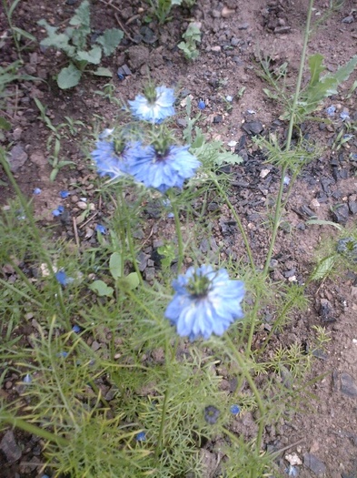 Fotografie0399 - gradina mea 2011