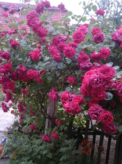 Fotografie0402 - gradina mea 2011