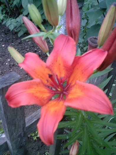 Fotografie0405 - gradina mea 2011