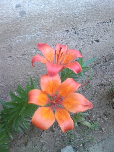 Fotografie0431 - gradina mea 2011