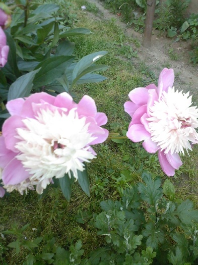 Fotografie0433 - gradina mea 2011