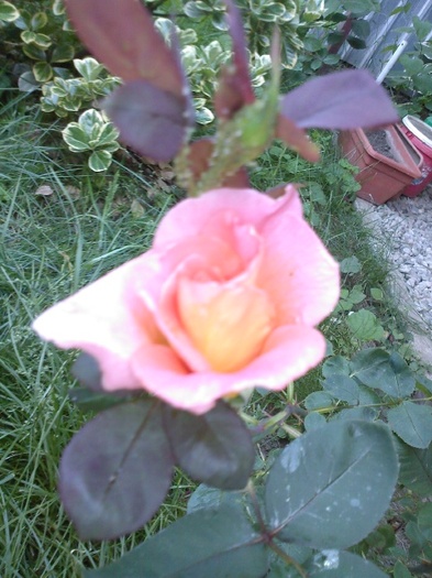 Fotografie0441 - gradina mea 2011