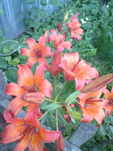 Fotografie0442 - gradina mea 2011