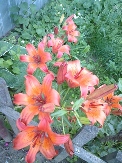 Fotografie0443 - gradina mea 2011