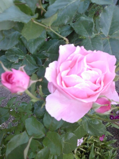 Fotografie0444 - gradina mea 2011