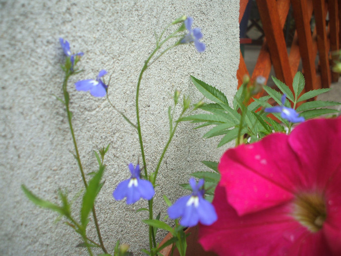 lobelia