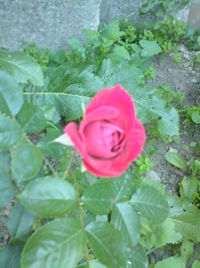 Fotografie0447 - gradina mea 2011