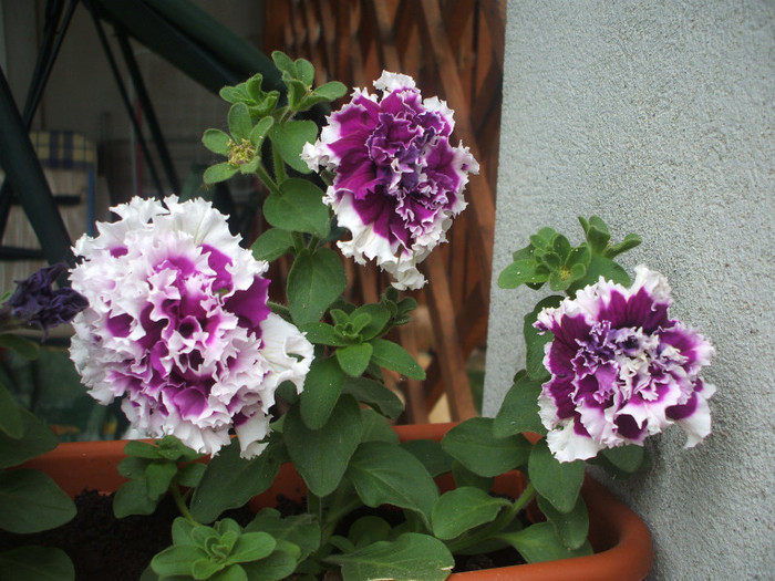 DSCF5983