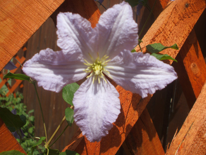 clematis jackmanii prima floare iunie