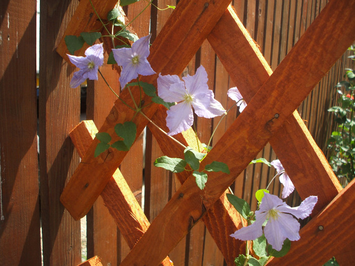 clematis jacmanii iunie - clematis