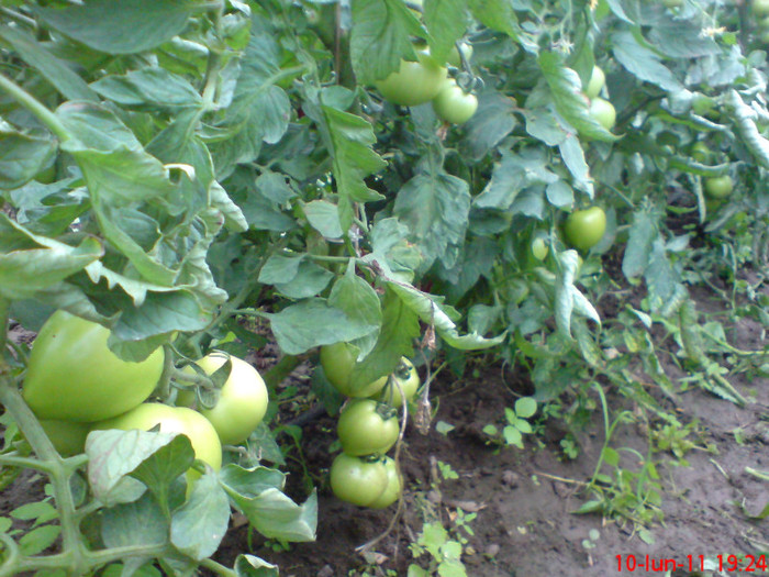 poze sony ericson solar 038