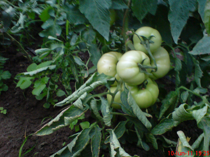 poze sony ericson solar 039