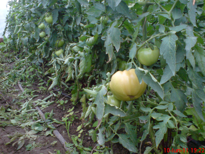 poze sony ericson solar 042