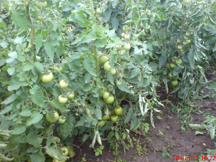 poze sony ericson solar 054