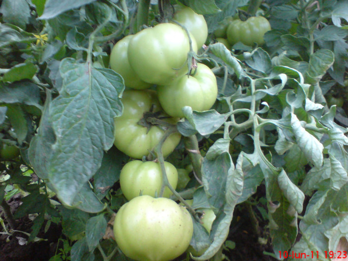 poze sony ericson solar 055