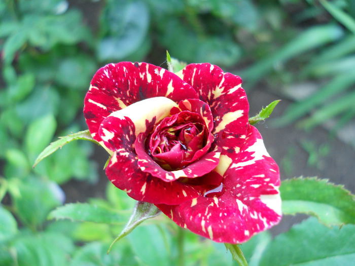 DSCN0662