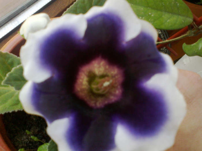 07062011310 - gloxinia