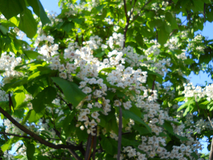 catalpa inflorit!