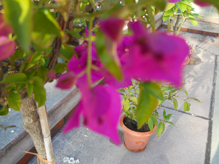 bougainvillea