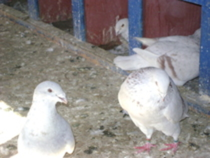 24367412_LSXUBUROJ[1] - vinduti