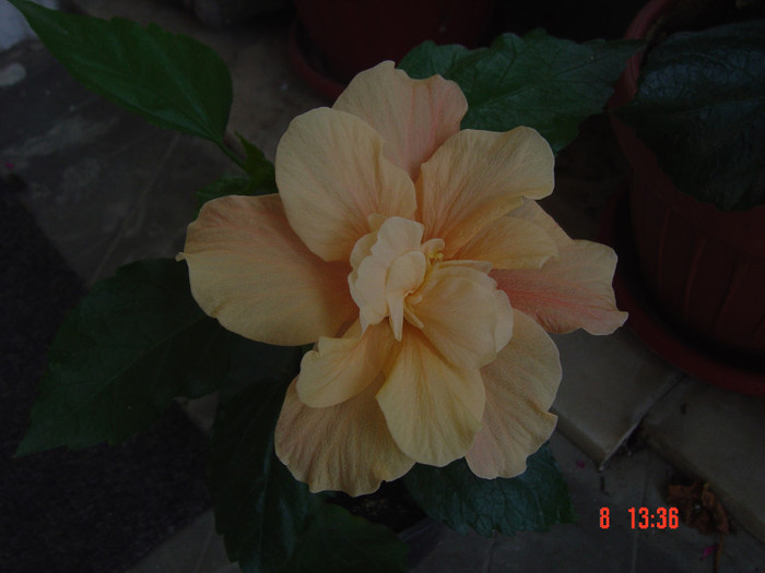 pentru Cornelia