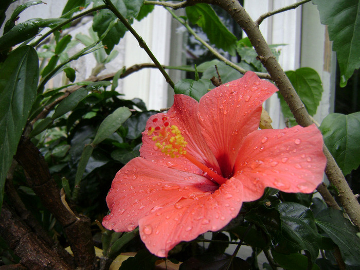 DSC06366 - hibiscus 2011