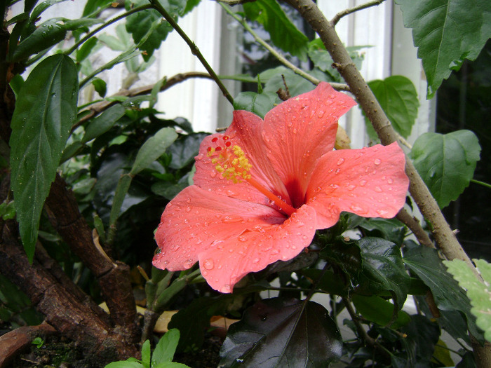 DSC06367 - hibiscus 2011
