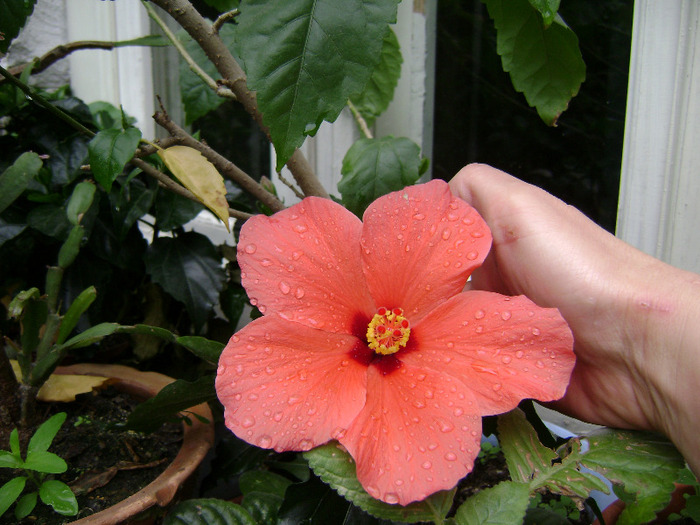 DSC06370 - hibiscus 2011