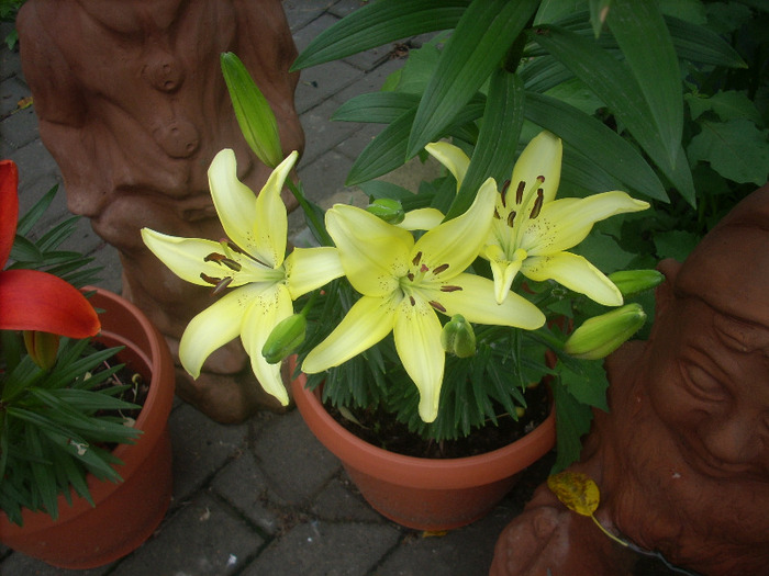 Crin asiatic Bright Pixie - Amaryllis si crini