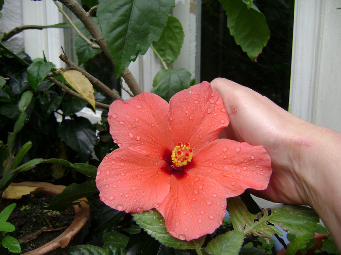 DSC06371 - hibiscus 2011