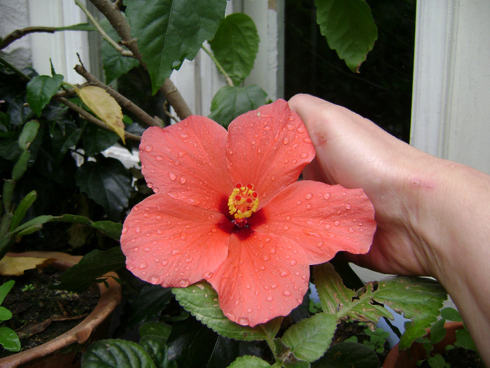 DSC06372 - hibiscus 2011