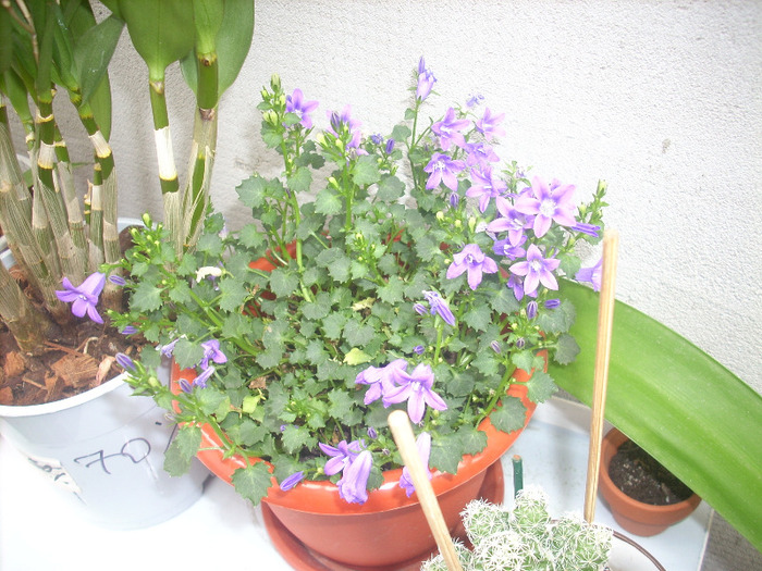 Campanula