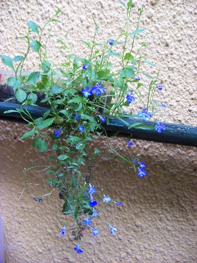 100_7969 - Flori 2011