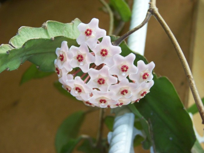 100_7994 - Flori 2011