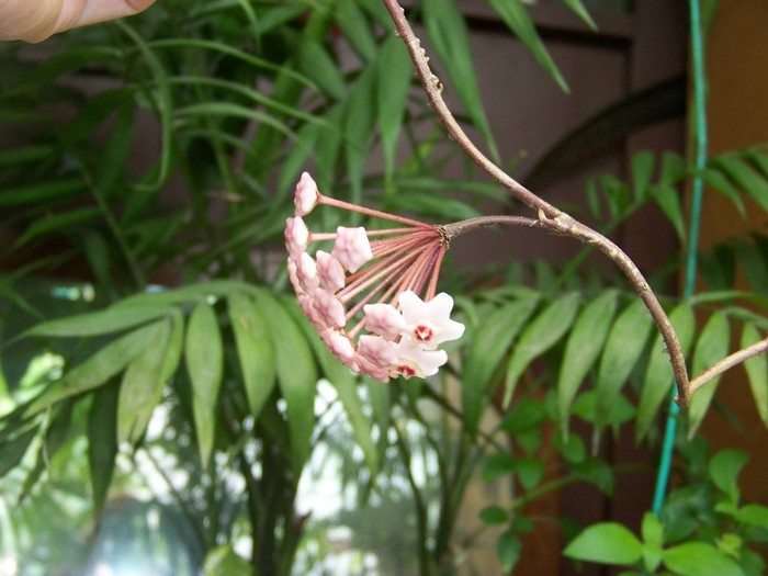 100_7999 - Flori 2011