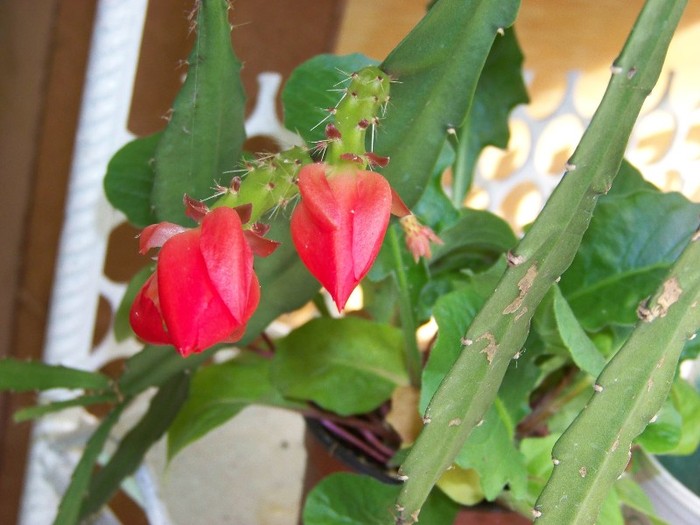 100_8001 - Flori 2011