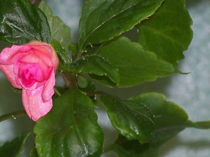 100_8005 - Flori 2011