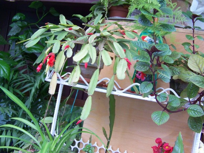 100_8008 - Flori 2011