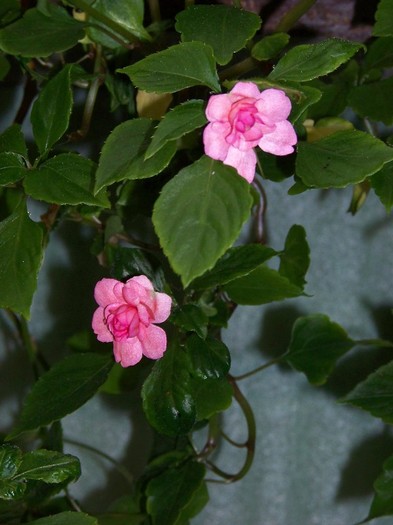 100_8095 - Flori 2011