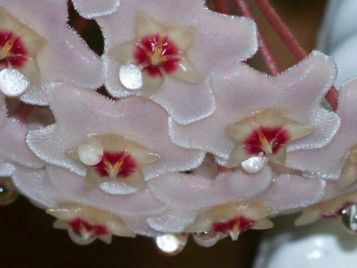 100_8196 - Flori 2011