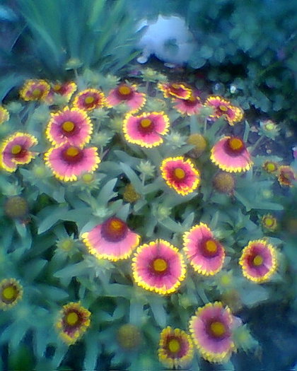 mireasa soarelui.. - 03 flori in gradina mea