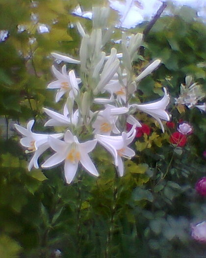 crini