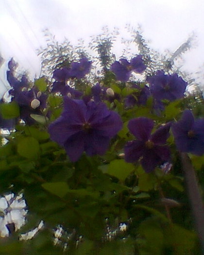 clematita mov