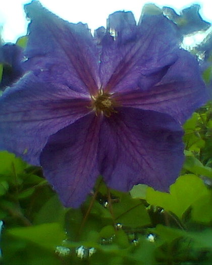 clematita mov