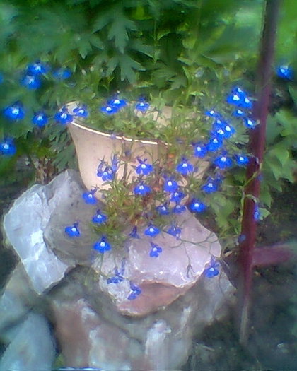 lobelii