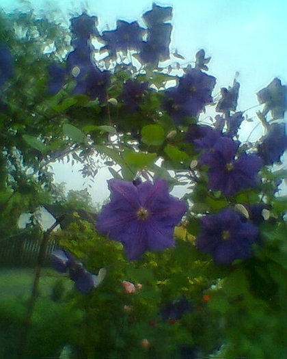 clematita mov
