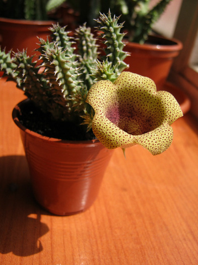 Tavaresia meintjiesii (11)