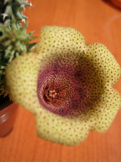 Tavaresia meintjiesii (14)