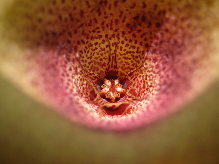 Tavaresia meintjiesii (10)